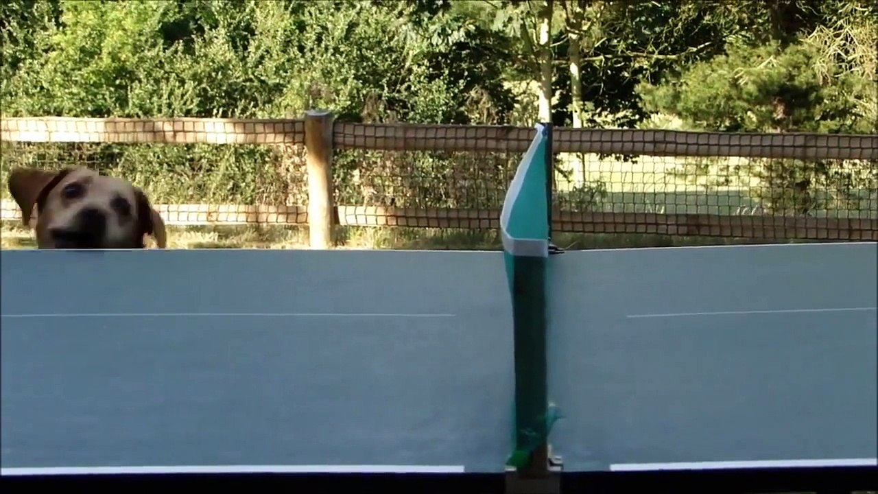 Funny Videos #1