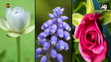 Allah'ın isimleri: Falik (Tohumu yaran, karanlığı yarıp sabahı çıkaran)