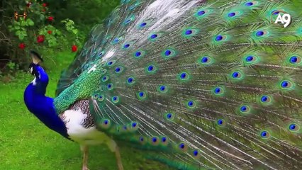 Allah'ın isimleri: Musavvir (Tasvir eden, herşeye şekil ve suret veren)