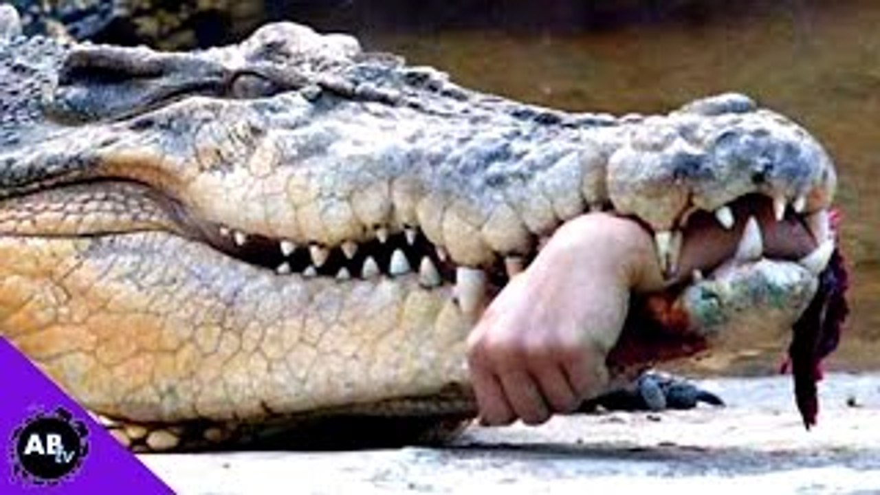 When Animals Attack Humans! 5 Weird Animal Facts - Ep. 44 : AnimalBytesTV