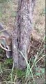 Deer antlers stuck in tree