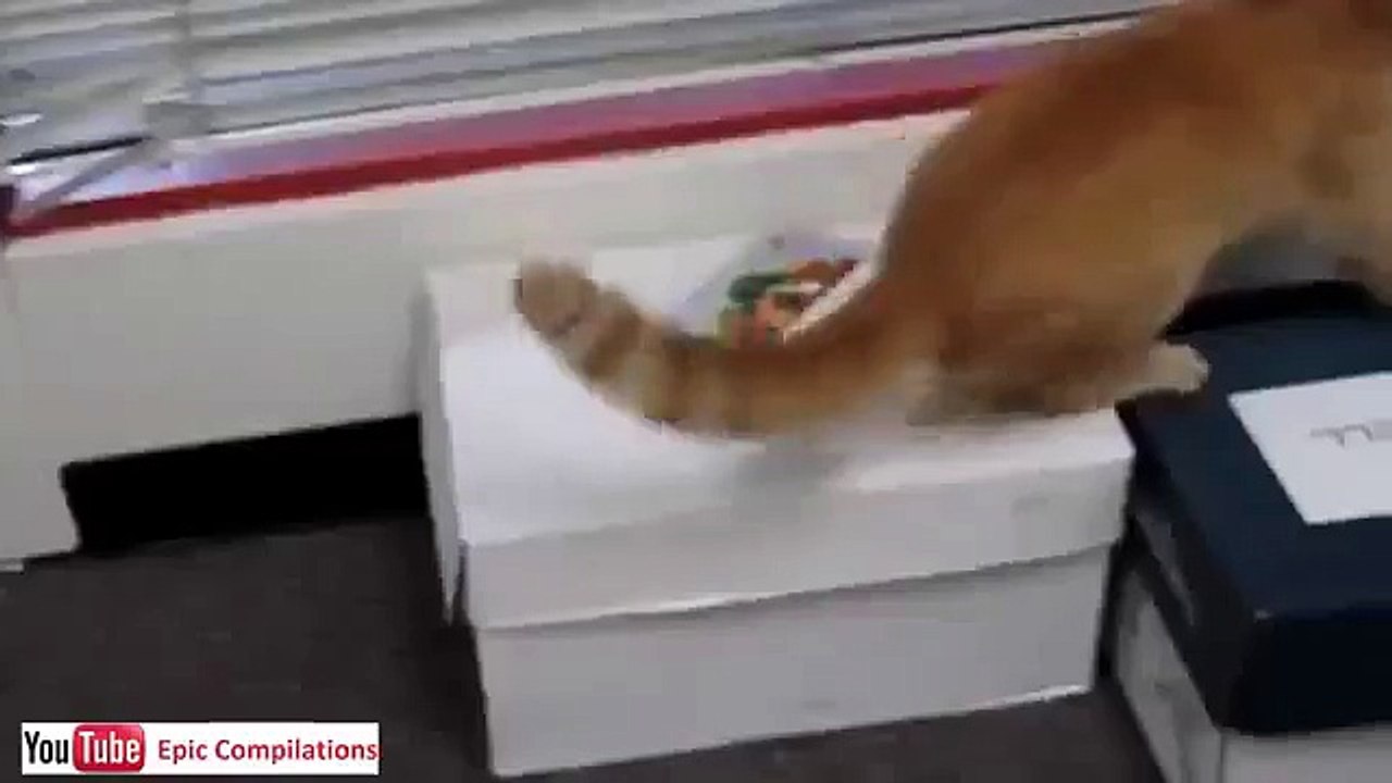 youtube video divertenti gratis gatti divertenti 13