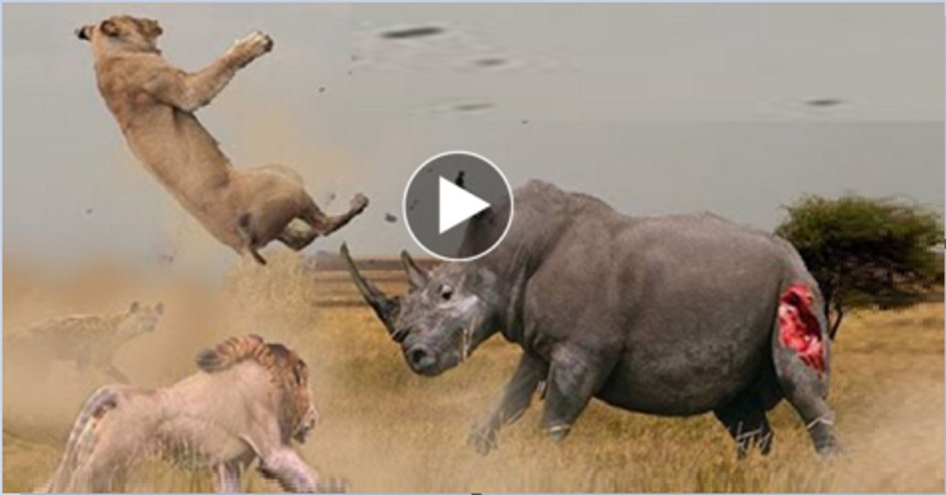 Lion attacks and kills rhino in wildlife park