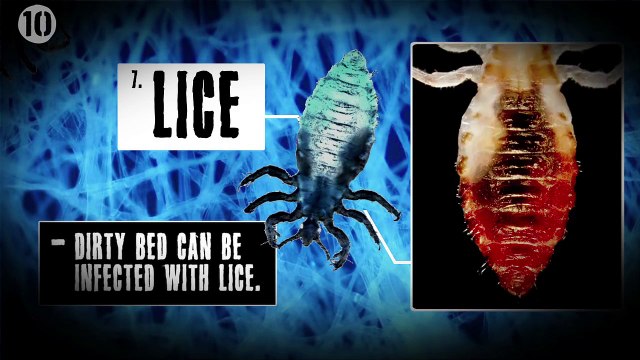 10 Disgusting Things That Live In Your Bed