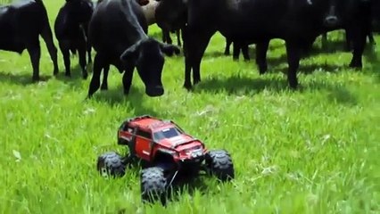 Cows They Are Just a Curious Bunch. - Entertainment videos