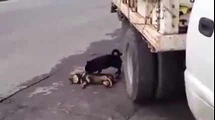 شاهد وفاء الكلب لصديقه الذي مات وتركه!!!!! مؤثر جدا