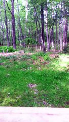 101% REAL BIGFOOT FOOTAGE