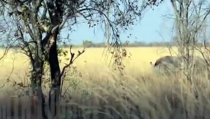 Lion vs Rhino Real Fighting ► Lion Chanel Tv