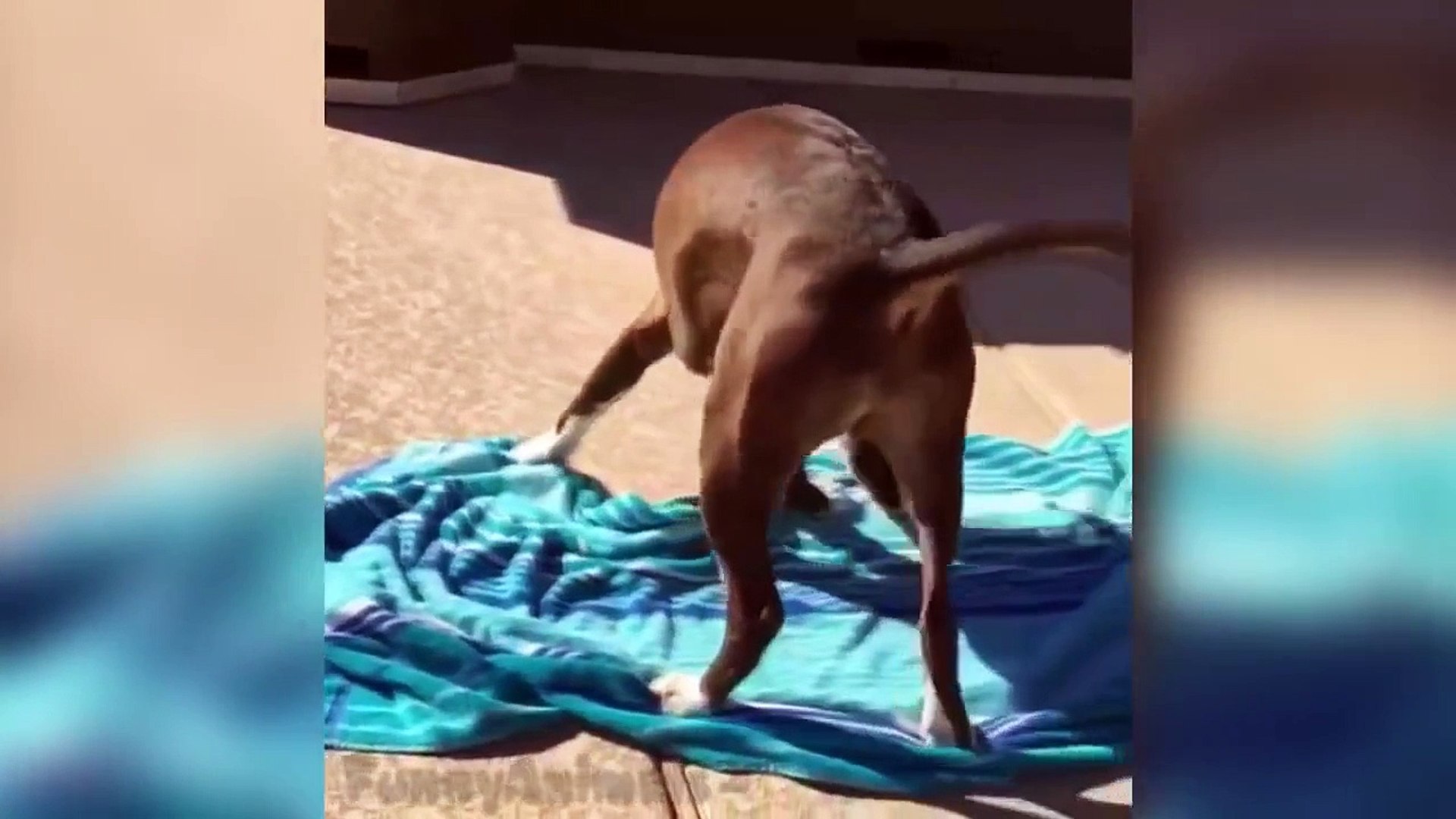 ⁣Funny Animals -Funny Animals Vines 2016