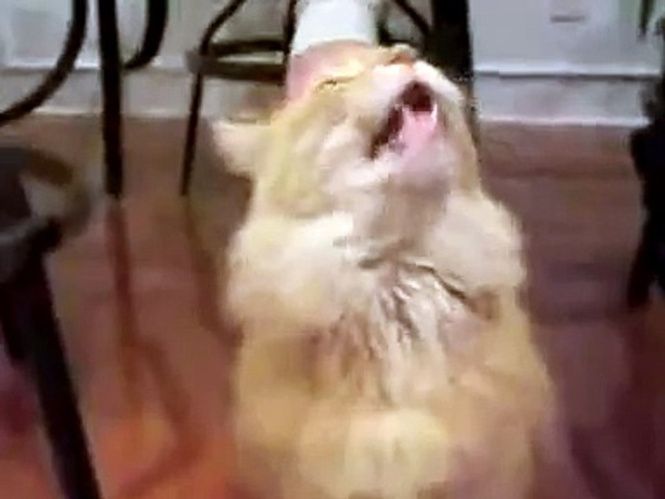 Very Funny Cat Talking
