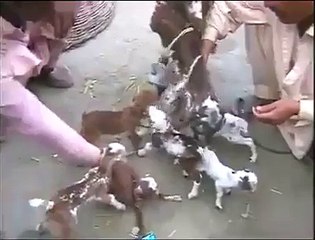 سبحان الله الله تعالى کی قدرت دیکهیں ایک بکری نے آٹھ 8 بچے دیے