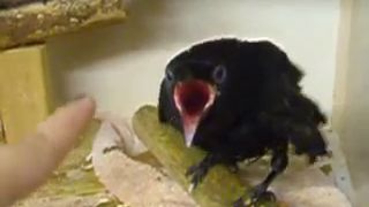 Oiseau Vs Doigt Video Dailymotion