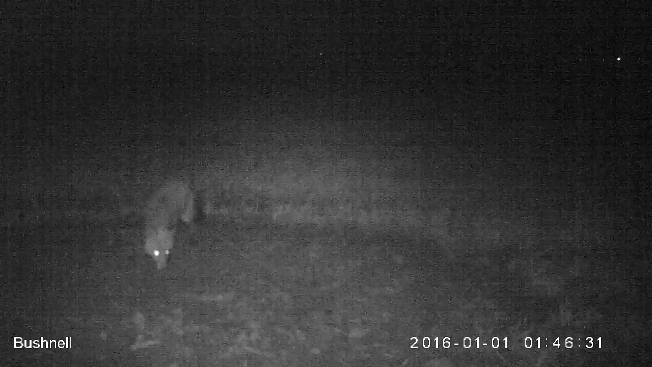 Renard_1_1_2016