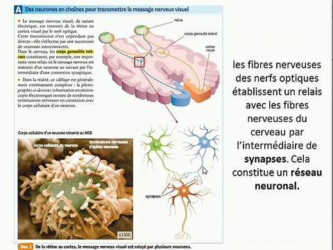 Rappels sur la vision et le système nerveux