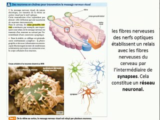 Rappels sur la vision et le système nerveux