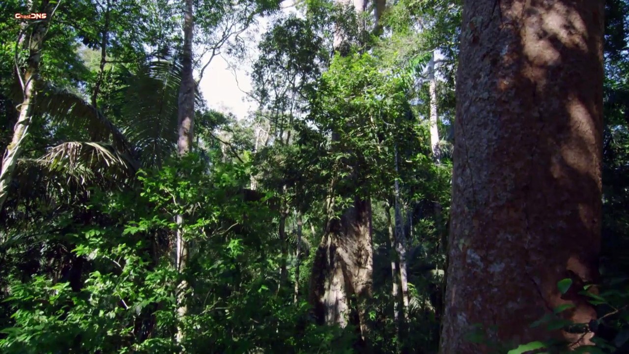 Das Geheimnis der Bäume ...1-2