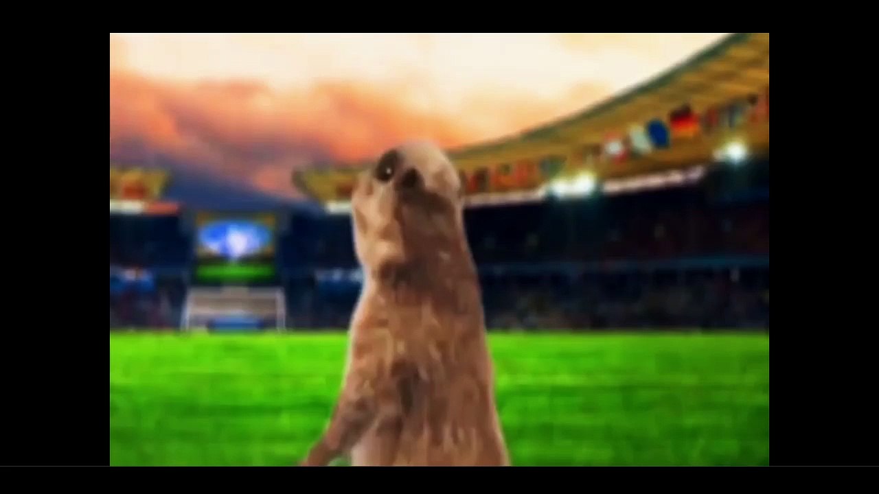 When animals attack the football pitch