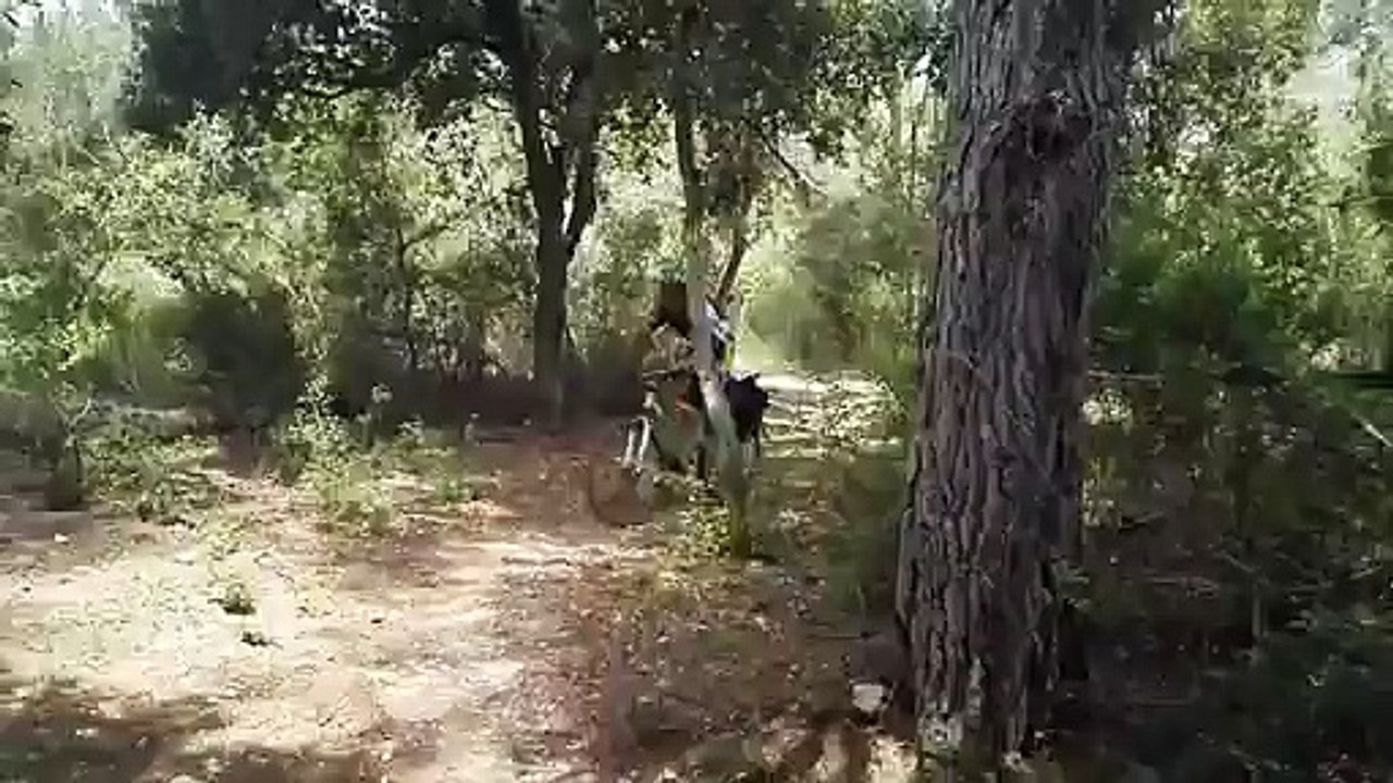 Bici Cami cavals