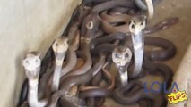 Serpenti Velenosi - Uomo li Maneggia con Coraggio - Video Incredibile