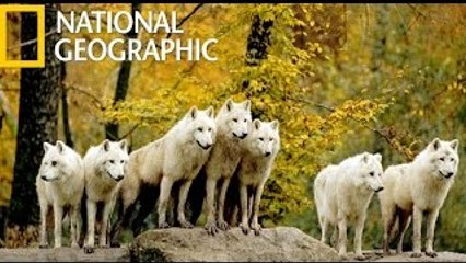 The Wild West HD (National Geographic) Documentary