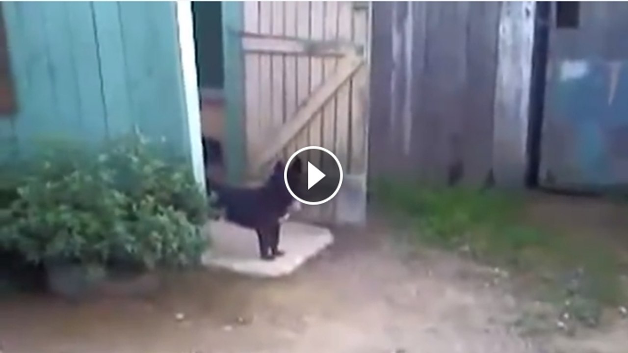 Tiny Boss Can't Control It