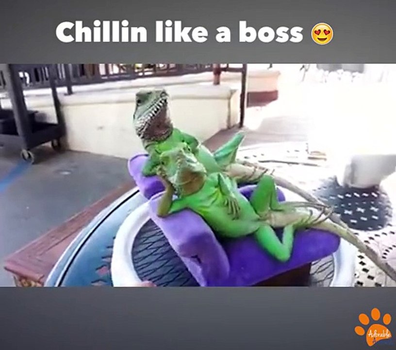 Lizard chillin like a boss