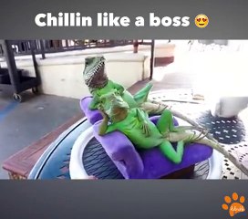 Des lézards prennent leur pied au soleil