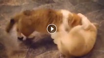 Two Corgi Pups Play Rough