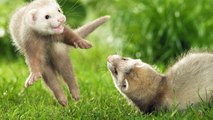 Our beloved pets - Ferrets