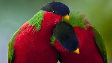 Our beloved pets - Parrots
