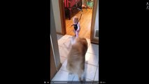 собака очень смешно учит ребенка прыгать-Not