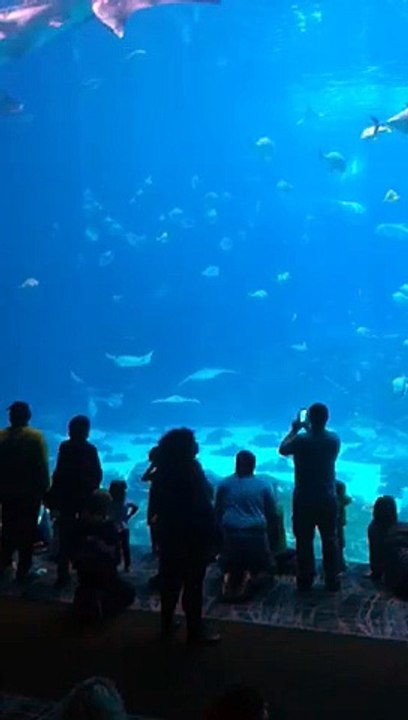 Z57 presents Aquarium Lessons