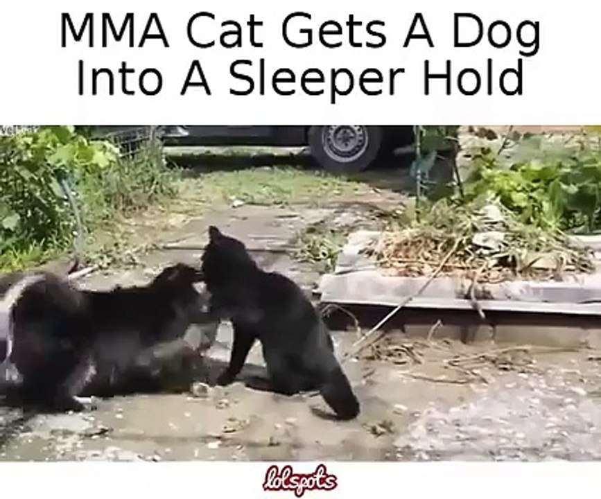 MMA cat puts dog into a rear naked choke