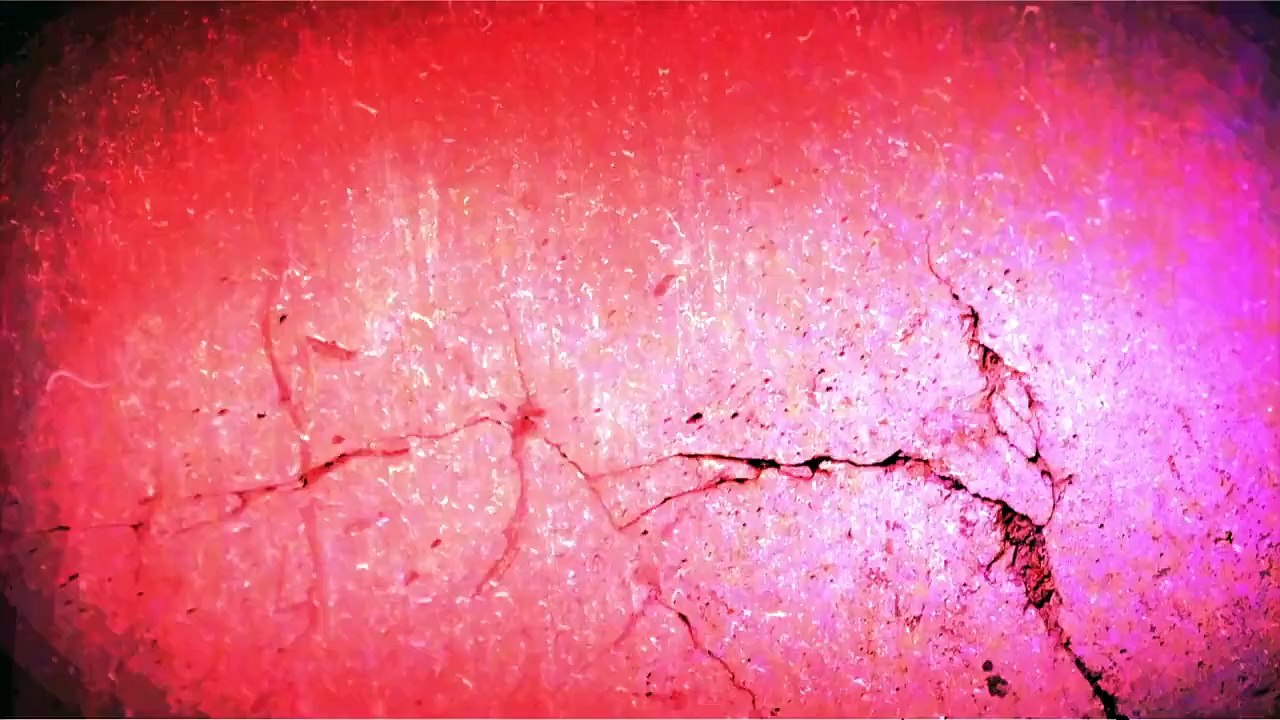 Abattoir d’Alès et canetons broyés, qui se cache derrière ces vidéos-choc ?