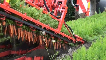 Carrot Harvester