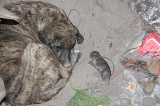 Soğuktan Donan Yavrusunun Başından Ayrılmadı