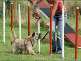 2015 12 31 L'année 2015 avec Autour des chiens 29 et Morgan Rolland.Joyeuses fêtes de...