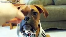 Funny Talking Dogs Compilation 2014 - Talking Dog Videos