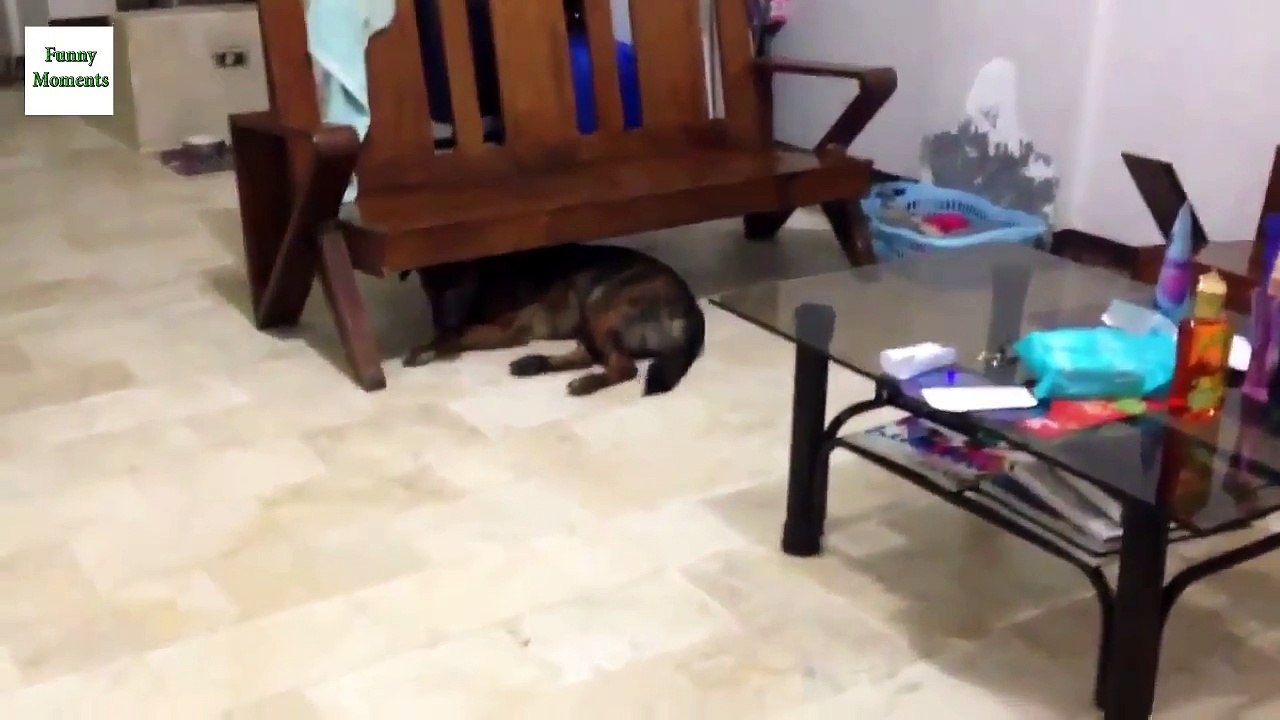 Cats and Dogs Just Don't Want to Bath 2014 [NEW HD]