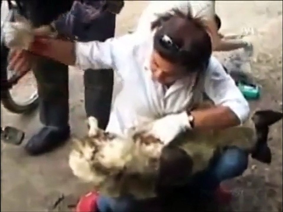 Güle Garantili Videolar 1