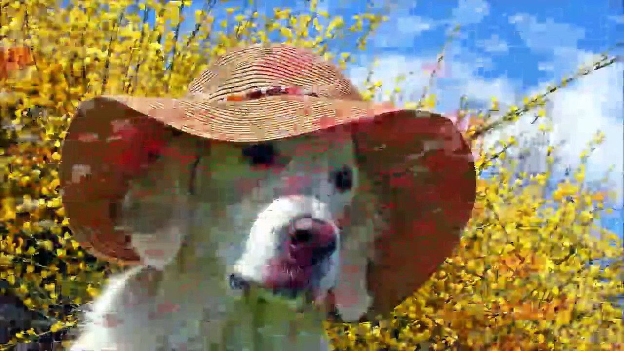 TOP 5 DOG VIDEOS #17