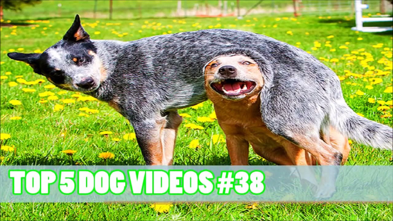 TOP 5 DOG VIDEOS #38