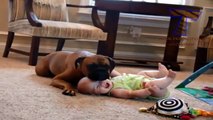 Dogs are great babysitters and nannies - Cute dog & baby compilation (1)