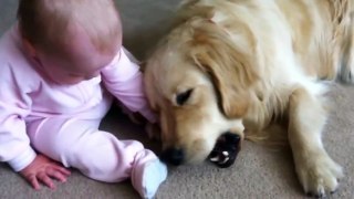 Baby Tries to Get Bone from Golden Retriever