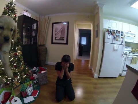 Surprised my wife with a golden retriever puppy for Christmas