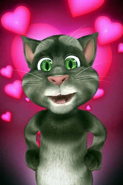 funny cat new video