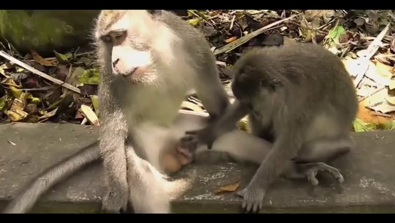 Top 10 Animals mating- Monkey mating & Gorilla mating funny videos 2015