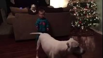 Adorable baby boy can't stop laughing at dog's wagging tail