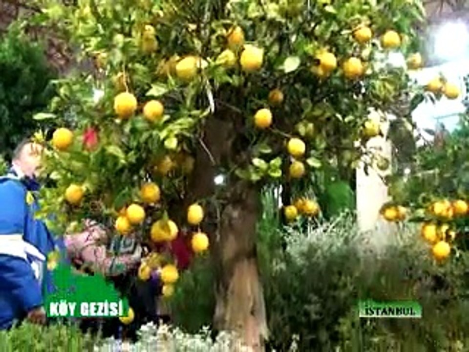 249 İstanbul Flowers
