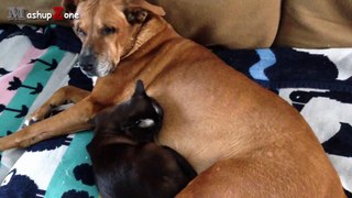 Cats And Dogs Friends Forever Compilation __ NEW HD